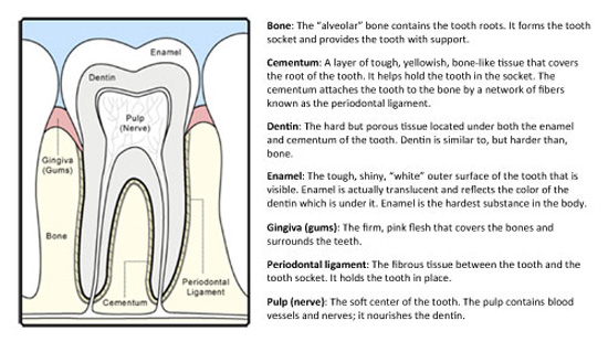 Pediatric Dental Chart